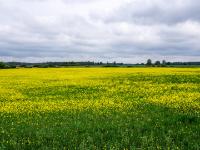 Leuchtendes Rapsfeld hinter Gurfiles